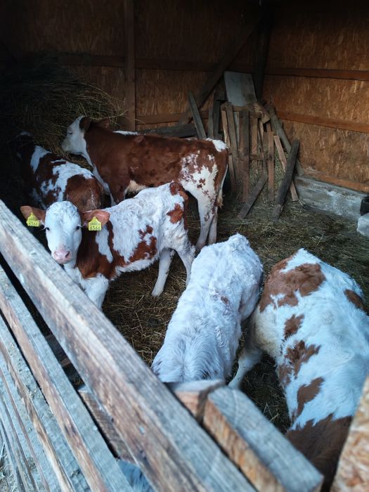 Vând viței bălțați