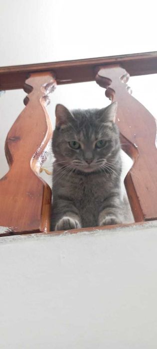 Отдам кошку бесплатно