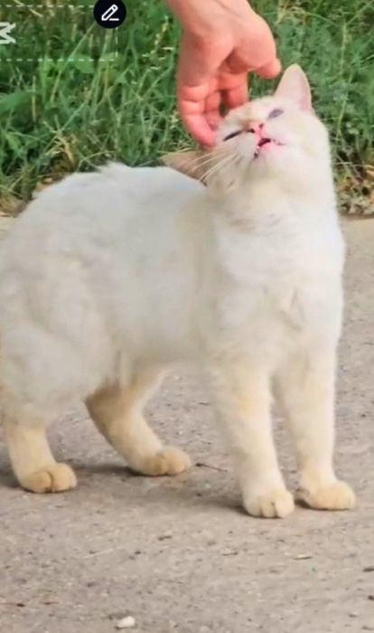 Кот в добрые ответственные руки
