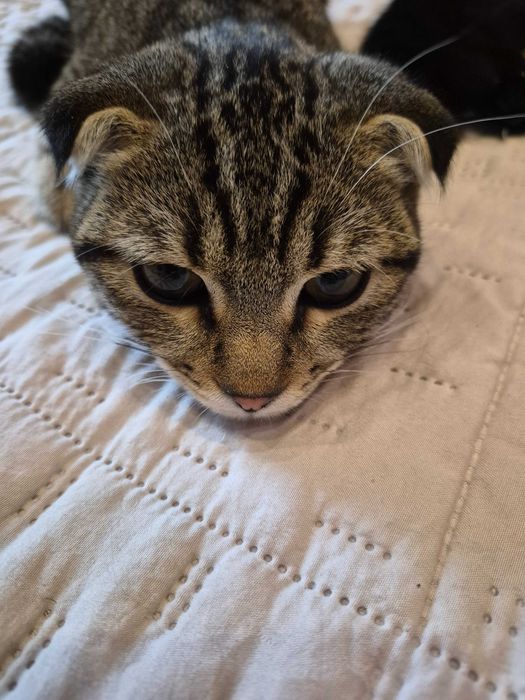 Котенок шотландский вислоухий