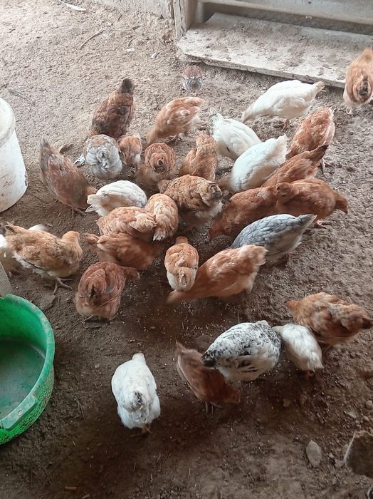 Балапандар сатылады.