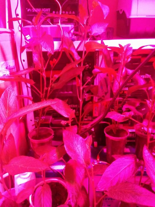 Лед лампа за растения