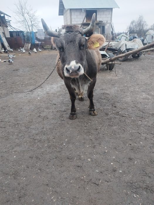 Vaca de vanzare de abator