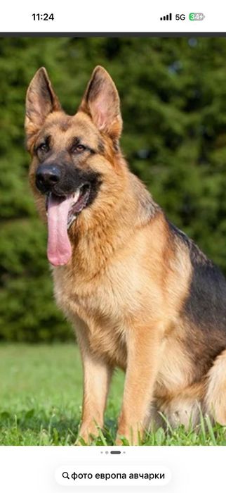 Авчарки немецкой породы