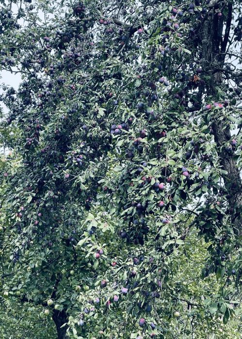Ofer spre vânzare prune