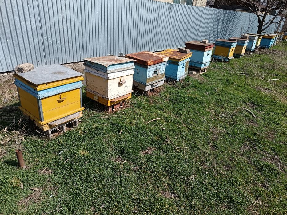 Пчелинные улья продам