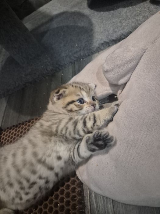 Шотландские котята