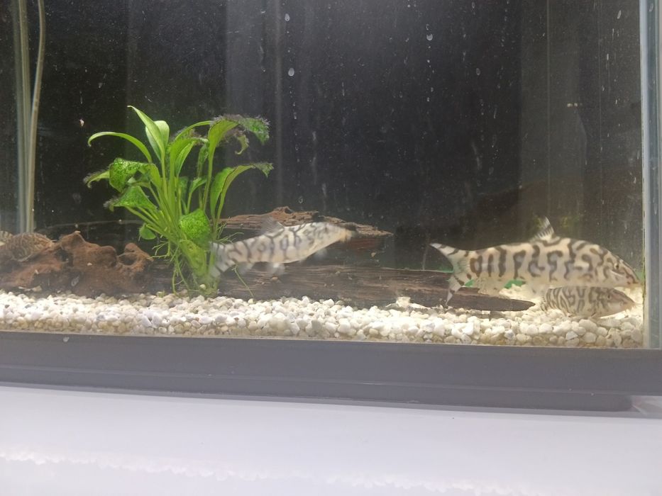 Боция мрамор 8-10 см