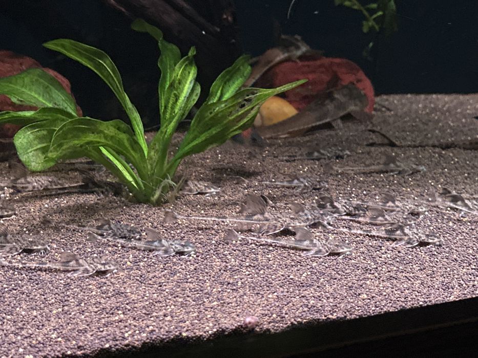 Лорикария Симилима (Loricaria Similima)