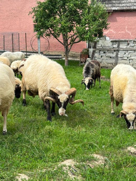 Animalele oi breze