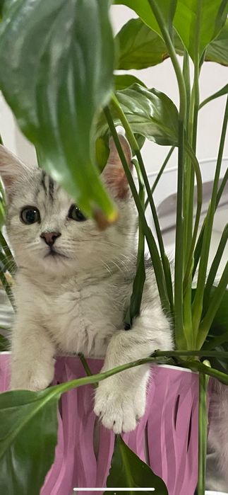 Отдам кошечку, 10 месяцев