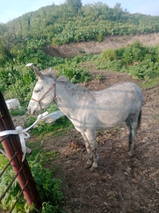Продам девочку мул