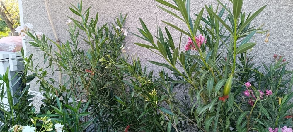 Цвете Олиандър/Зокум