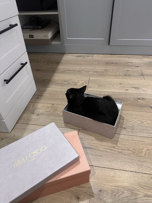 Отдам кошку даром