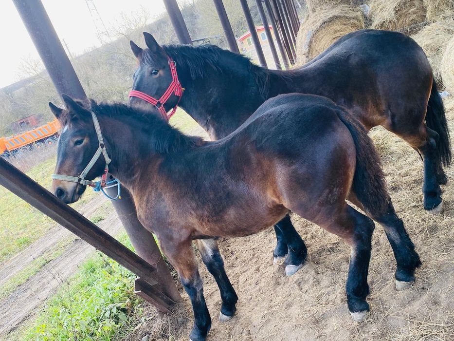 Vand manza de 5 luni