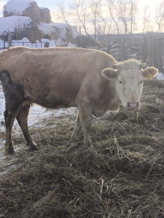 Сиыр сатылады 4 -бұзаулаған