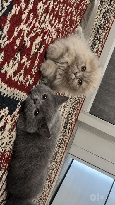 british scottish fold 1mln