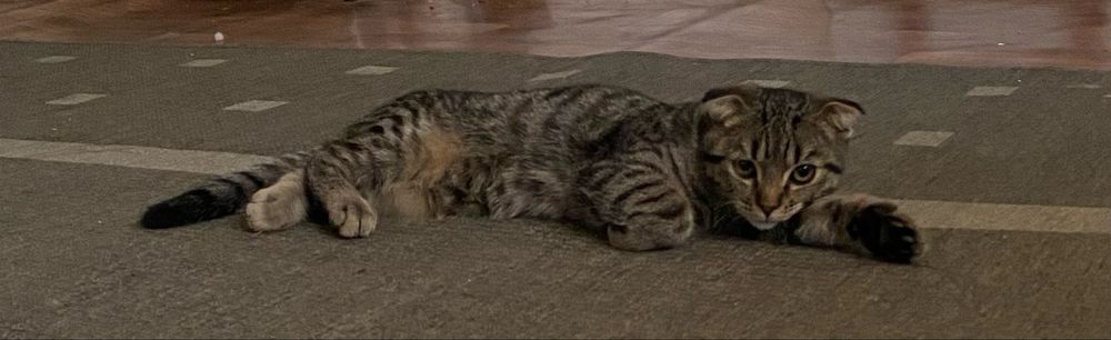 Кот шотландский вислоухий