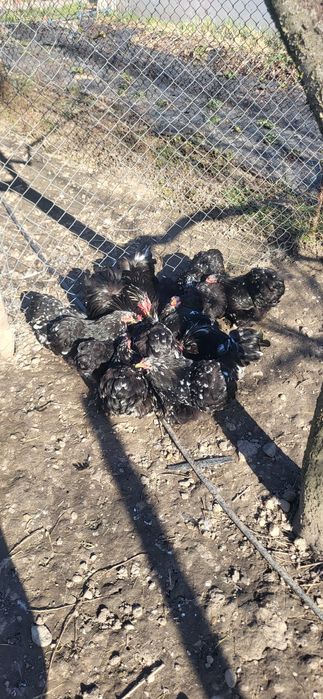 Cochinchina pitic bobat oua