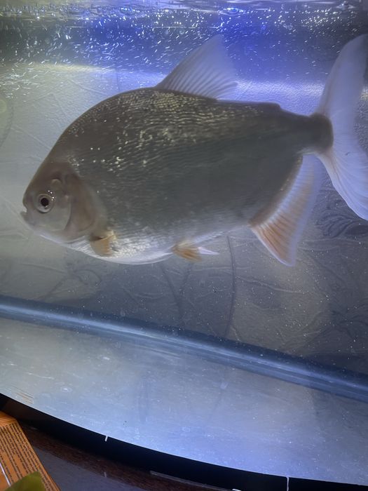 Продам Пиранья рыбку