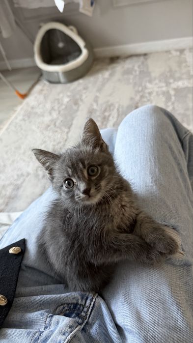продается котенок