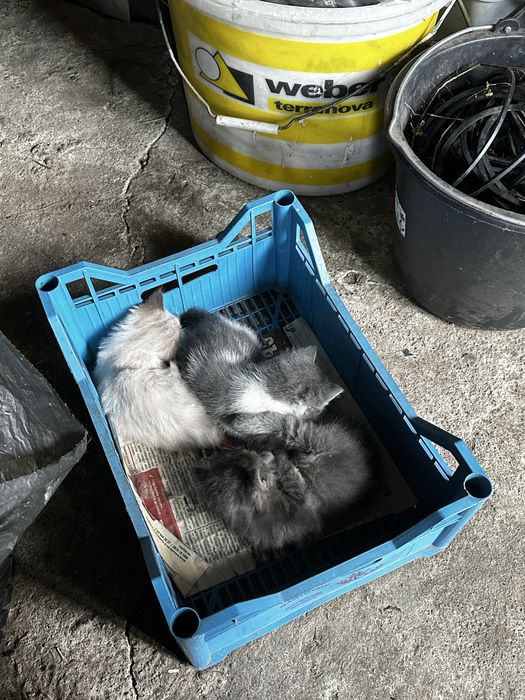 Подарявам котета