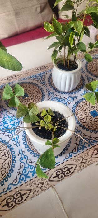 Продам цветы комнатные