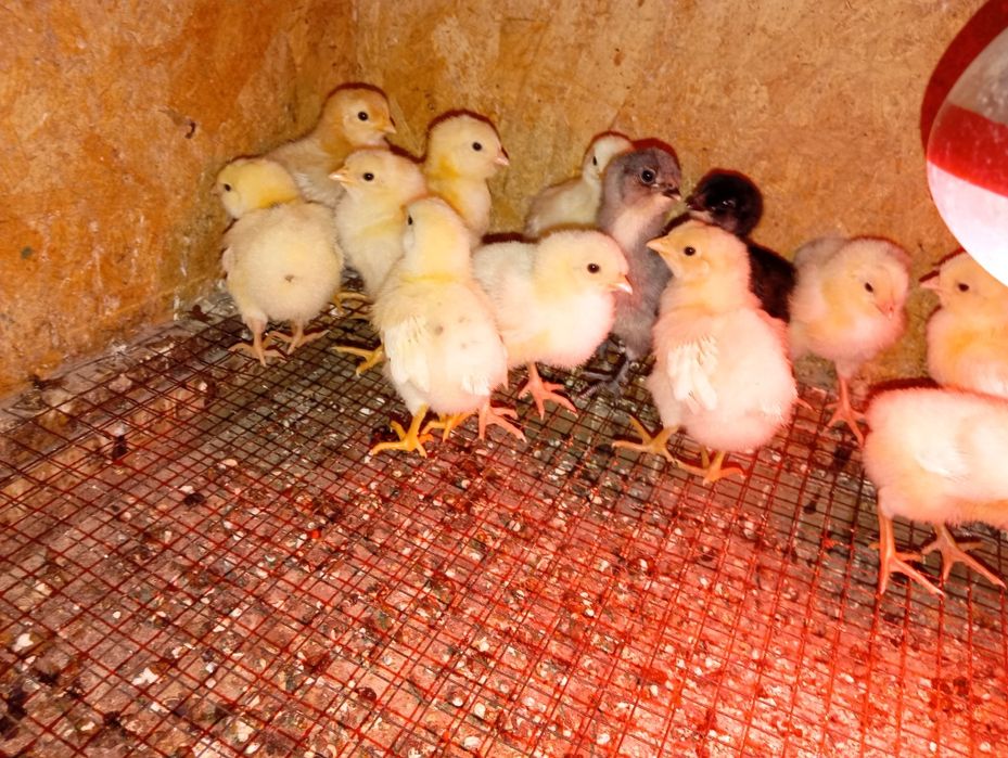 Pui de Araucana și Ameraraucana