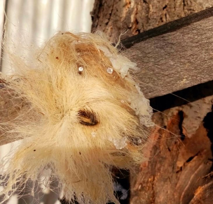 Продам натуральную матку (кунка)