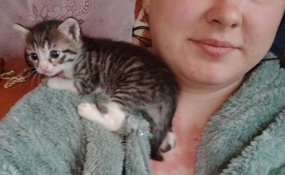 Donez 3 pisicuțe in varsta de 6 săptămâni