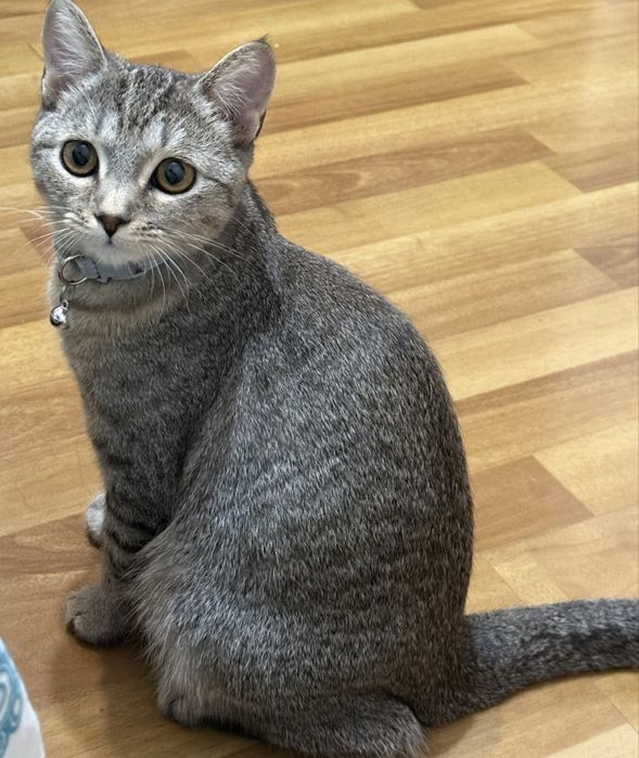 Кошка метис шотландская