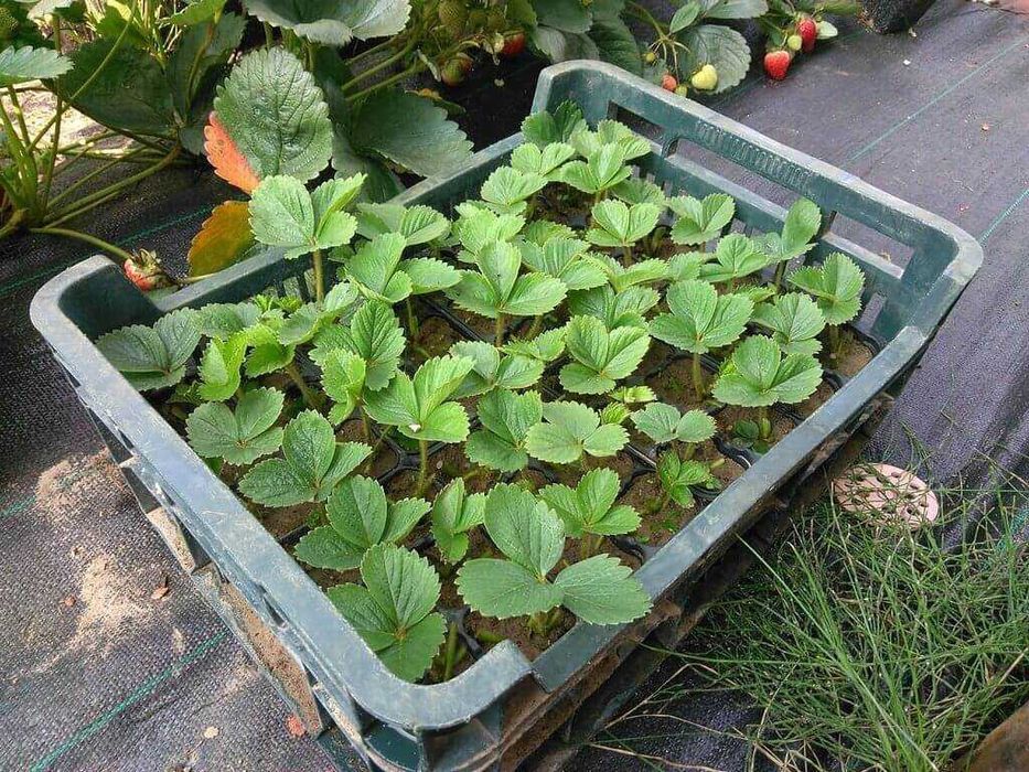 Саженцы деревьев