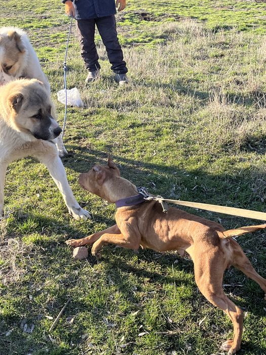 Продается пит буль