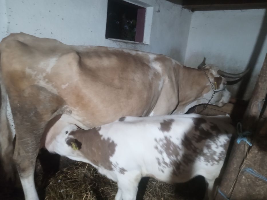Vând vițea belgă albastră