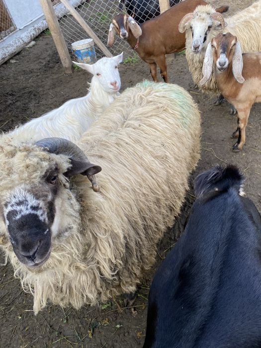 Vand Cârlan de 7 luni