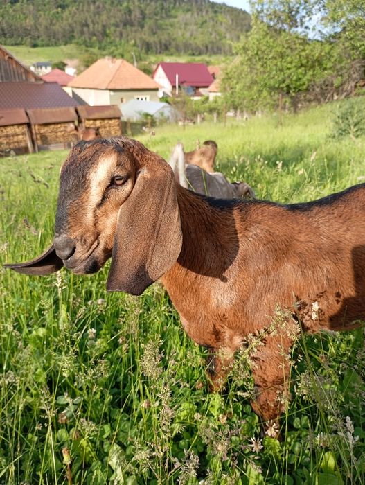 Vând tapic anglonubian rasa pura