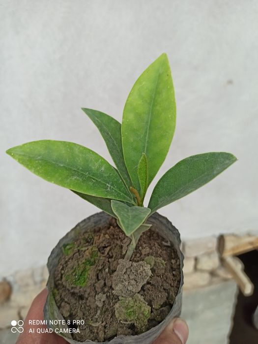 Магнолия графология кўчалари сотувга қўйдик 2 йиллик пишган кўчат буйи