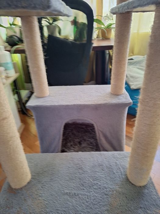 Котешка катерушка