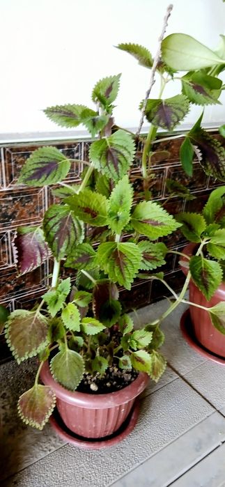 XONAKI Gullar Atrozkalari va Katta Gullar