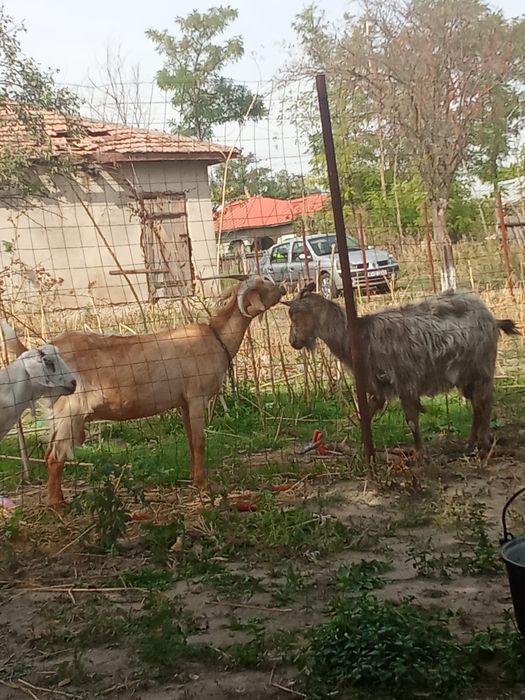 Vând 2 capre și 2 țapi