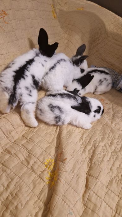 Vând iepuri,metis ug cu fluture