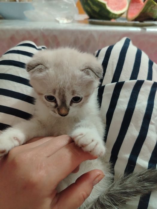 Котенок-девочка 2месяца-Скоттиш-фолд