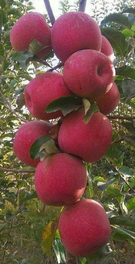 Олма кучатлар сотувда