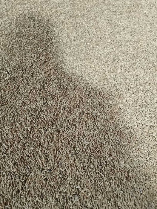 ячмень  продам урожай 2025