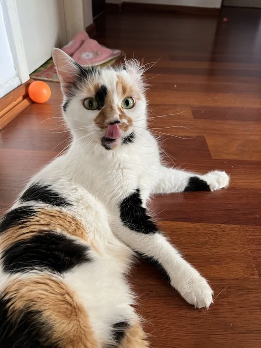 Pet sitting pentru lăbuțe fericite și inimi liniștite