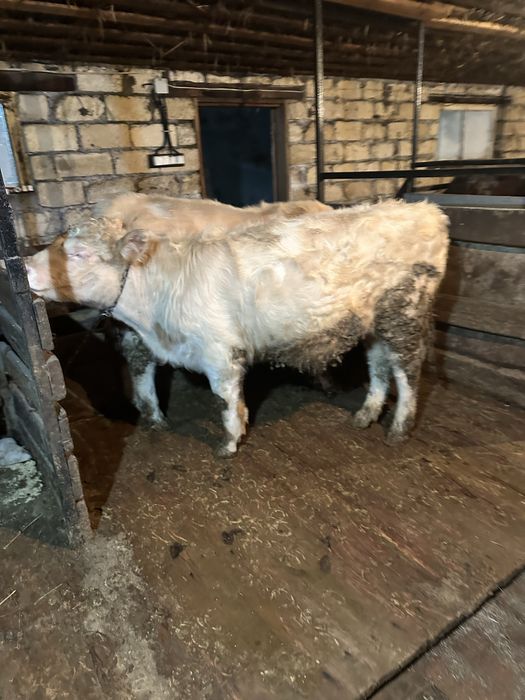 Аулиекол бұқа сатылады