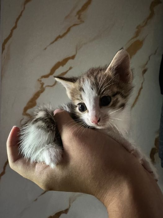 котята бесплатно