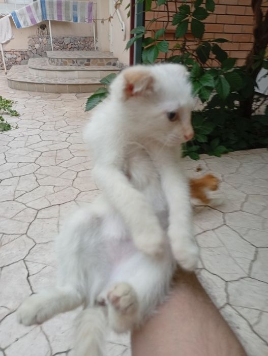 Прекрасные котята