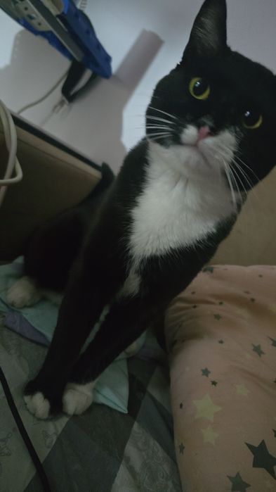 Кот, 8 месяцев, безвозмездно