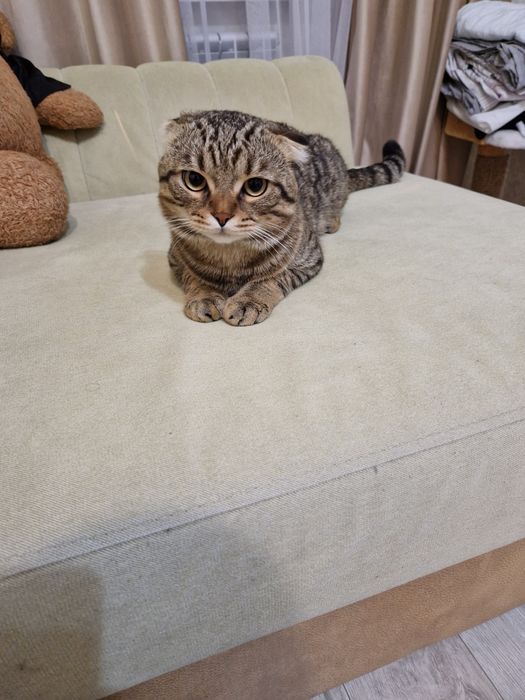 Отдам в хорошие руки